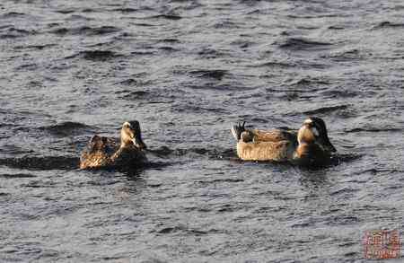 浑河初开丽鸭来：斑嘴鸭