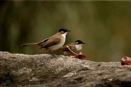 领雀嘴鹎的食姿