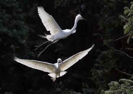 见证象山：“一对相爱明星鸟儿”