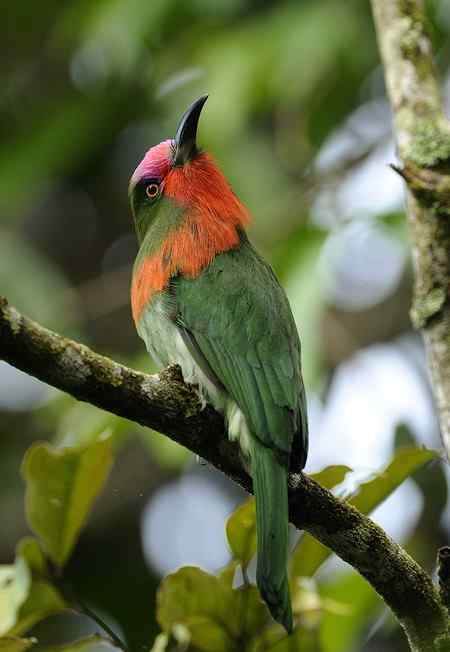 馬來西亞之旅   紅喉蜂虎