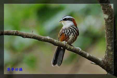 小彎嘴畫眉 小彎嘴畫眉