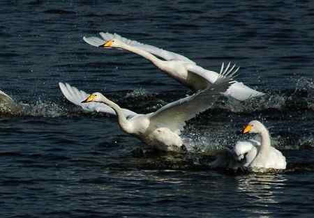 三门峡天鹅   双飞