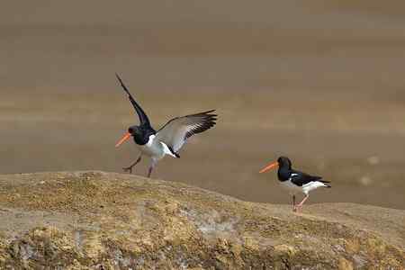 蛎鹬春天的故事