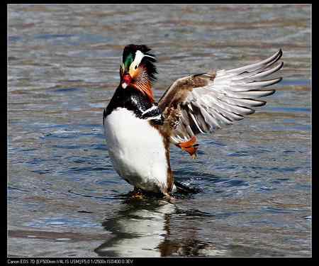 鸳鸯做自由体操