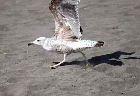 这是什么鸥：灰背鸥还是银鸥亚成鸟？