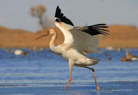 扬长避短拍鸟——白鹤亮翅