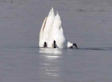 天鹅情侣精彩组图