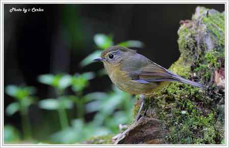 飛羽小品 白眉林鸲