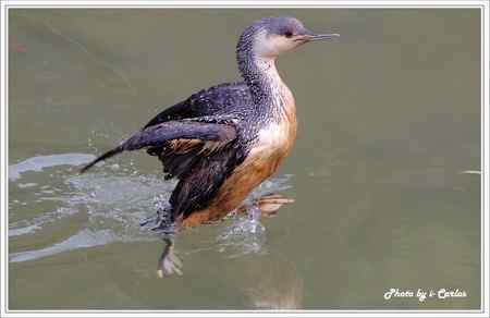 罕见稀有的紅喉潛鳥竟然造访宝岛台湾
