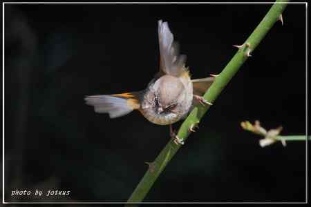 台湾合欢山三千米的驚豔