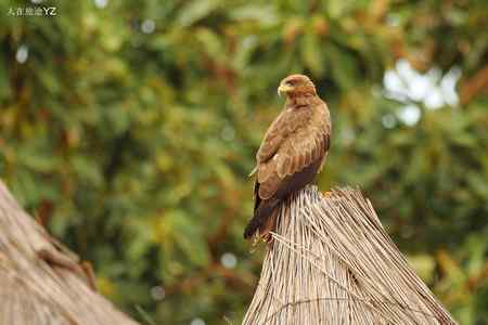 起早了，好困啊！！！