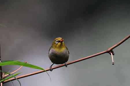 中山大学里的绣眼