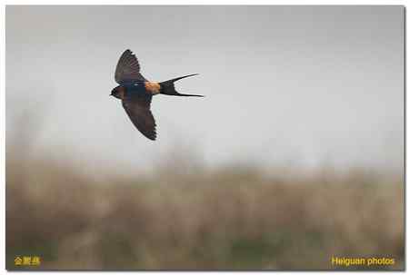 新相机到手,试机拍片。