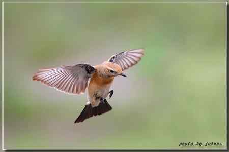 漠即鳥 台湾迷鸟 漠即鳥 台湾迷鸟