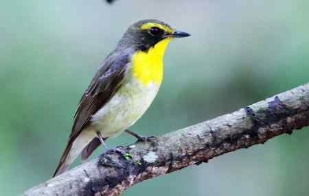 黄眉姬翁鸟儿一组