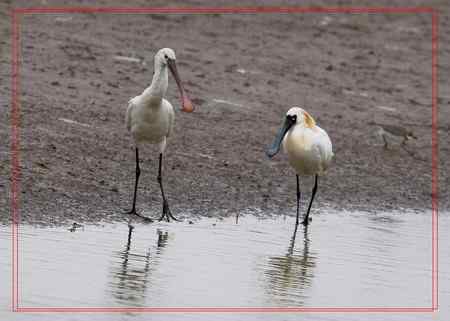 在盐城拍摄到黑脸琵鹭！！！