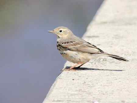 请教鸟名：水鹨还是黄腹鹨？