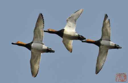浑河初开丽鸭来红头潜鸭