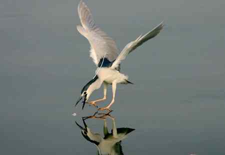 济南明湖夜鹭初拍