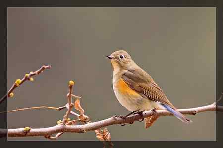 小收获----红胁蓝尾鸲