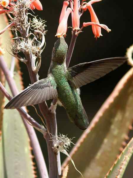 在加州拍的蜂鸟
