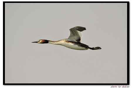 凤头 玩飞行