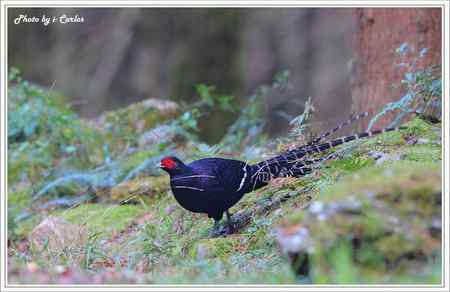 台中大雪山瑰寶——蓝腹鹇、帝雉