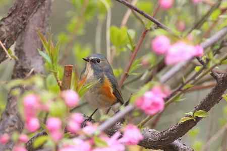 花枝上的靓女俊男（雌雄红胁蓝尾鸲）