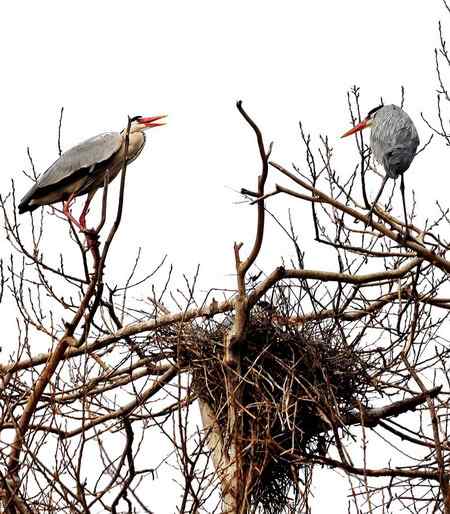 第三者出现,一只苍鹭开始叫了,