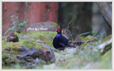 台中大雪山瑰寶——蓝腹鹇、帝雉 台中大雪山瑰寶——蓝腹鹇、帝雉
