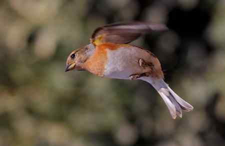 燕雀——跳跃版！