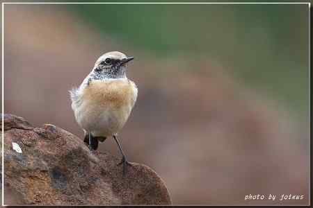 漠即鳥 台湾迷鸟 漠即鳥 台湾迷鸟