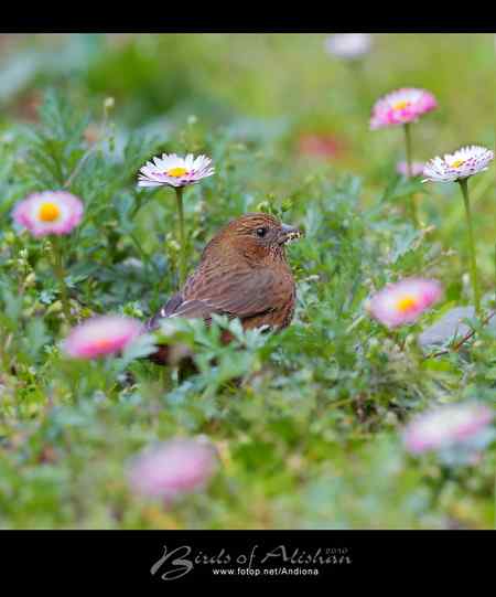 台湾阿里山酒红朱雀 Vinaceous Rosefinch