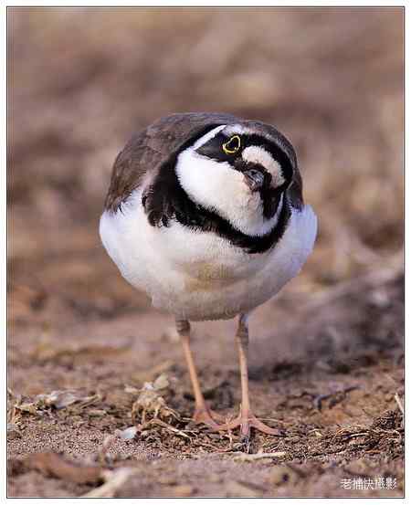 可爱的小金框鴴