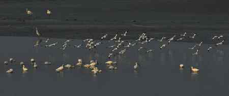 走进鄱阳湖观鸟【组图】