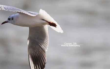 北戴河的海鷗越來越多……