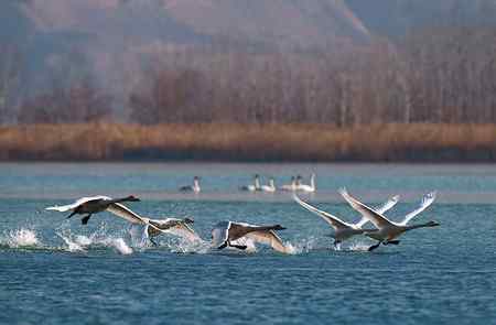 三门峡黄河湿地天鹅大联展