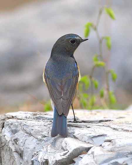 红胁兰尾鸲（男的）