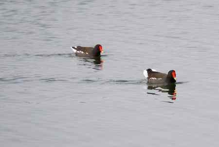 黑水鸡将爱情进行到底