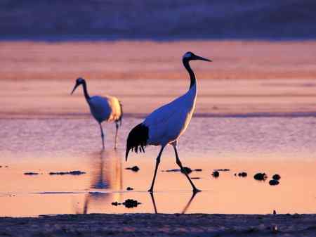 科尔沁草原霞光下的丹顶鹤