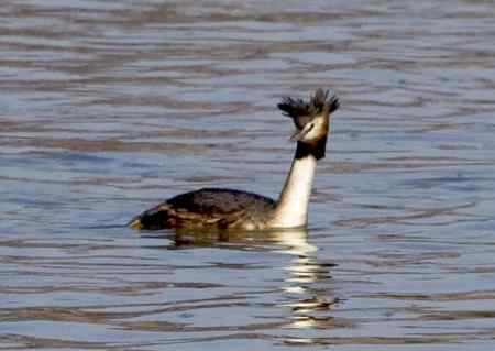 请教鸟名 鸭绿江 请教鸟名 鸭绿江