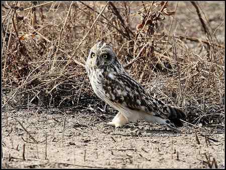 不是鹰——漂亮的短耳鸮