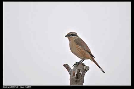 林鸟辨识：是红尾伯劳还是红背伯劳