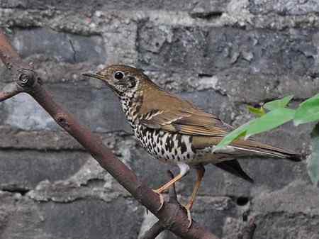 长尾地鸫 较少见到的鸫