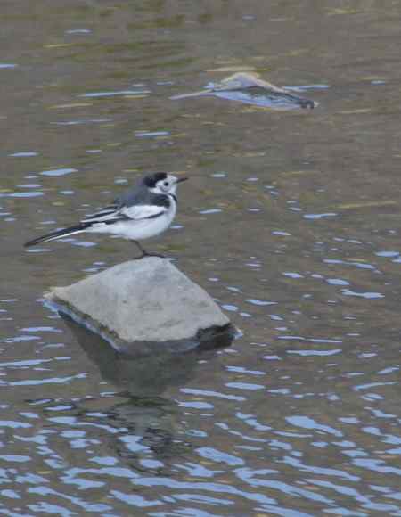 请教两种鸟名:三道眉草鹀?