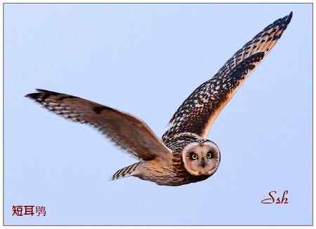 京城猛禽【组图】 京城猛禽【组图】