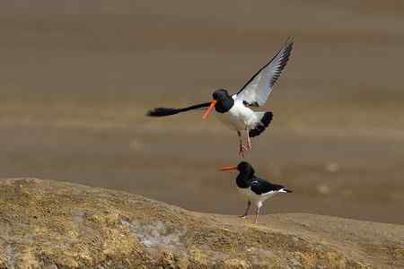 蛎鹬春天的故事