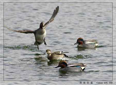活泼可爱的绿翅鸭