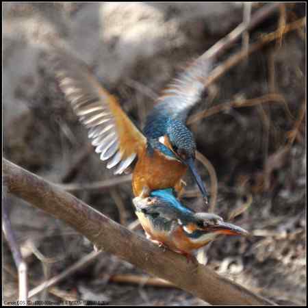 小翠开始“踩蛋儿”啦！