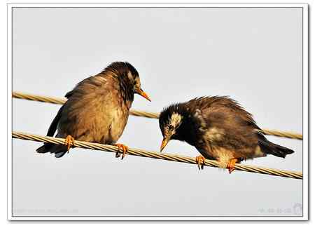 不知名的鸟在接吻!!!